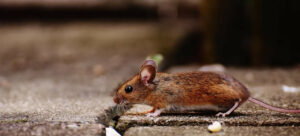 Como os ratos transmitem leptospirose?